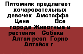 Питомник предлагает 2-хочаровательных девочек  Амстаффа › Цена ­ 25 000 - Все города Животные и растения » Собаки   . Алтай респ.,Горно-Алтайск г.